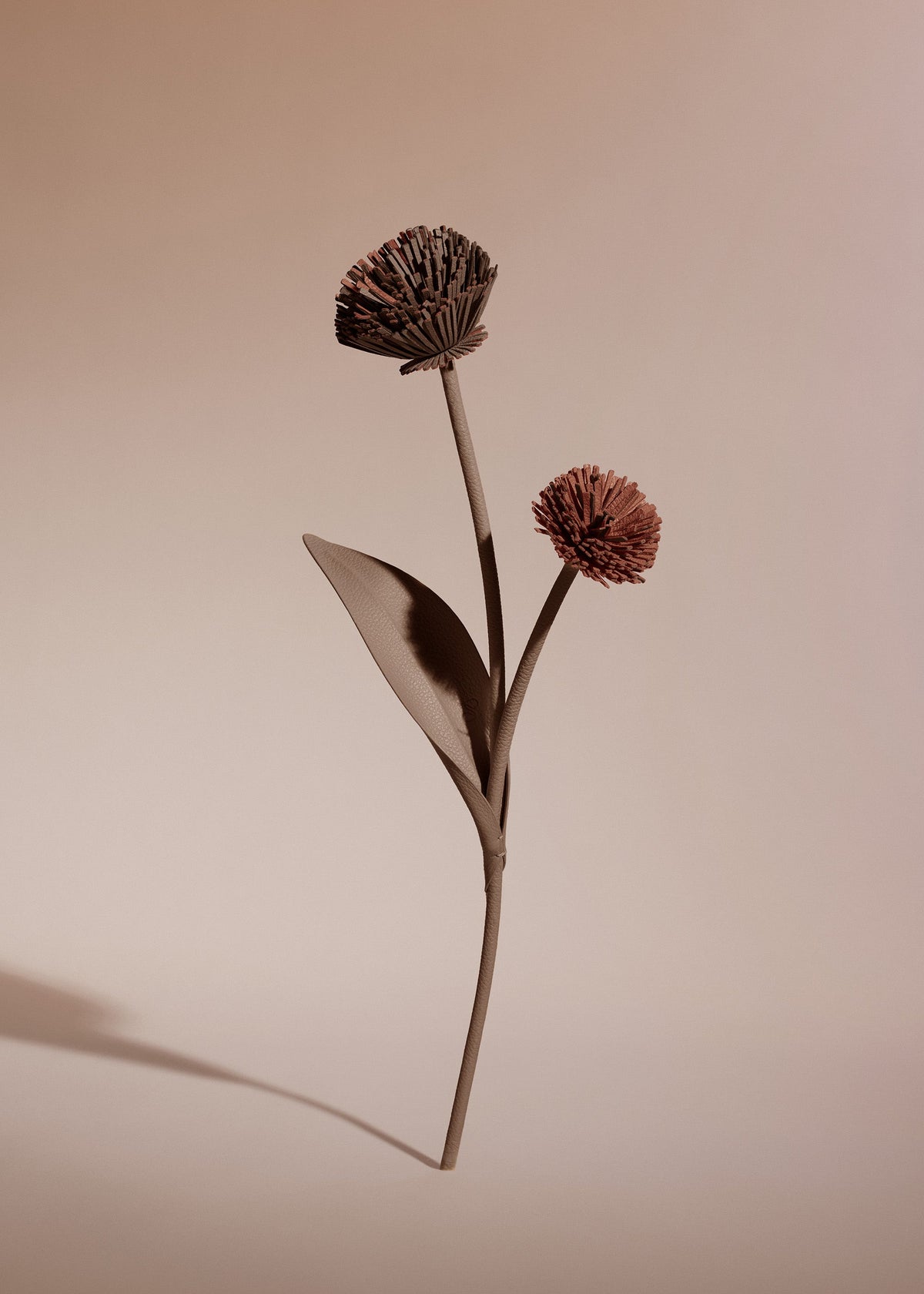 Tul Flower - Root