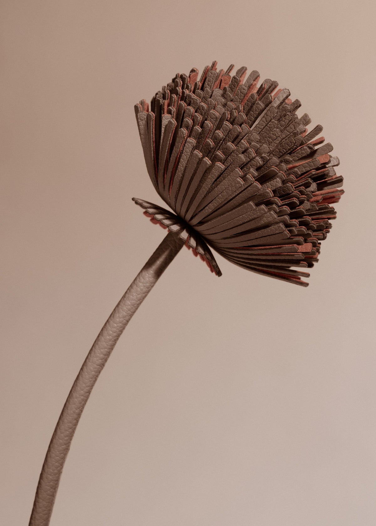 Tul Flower - Root