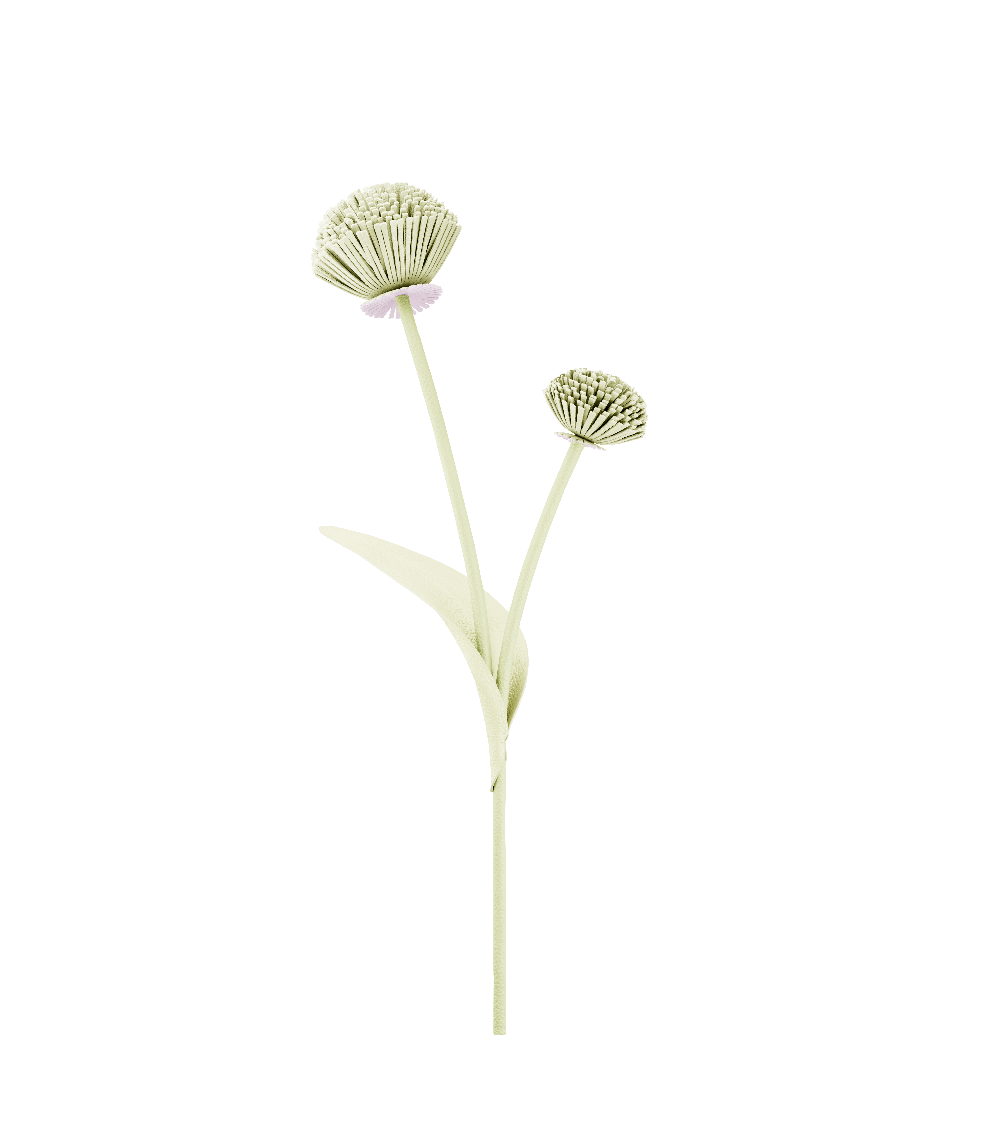 Tul Flower - Aloe